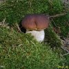 BOLETUS EDULIS2